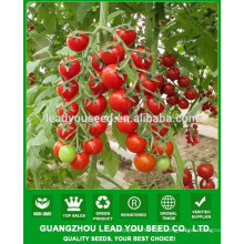 Fornecedor redondo das sementes do tomate de cereja da qualidade de NTT011 Qizi